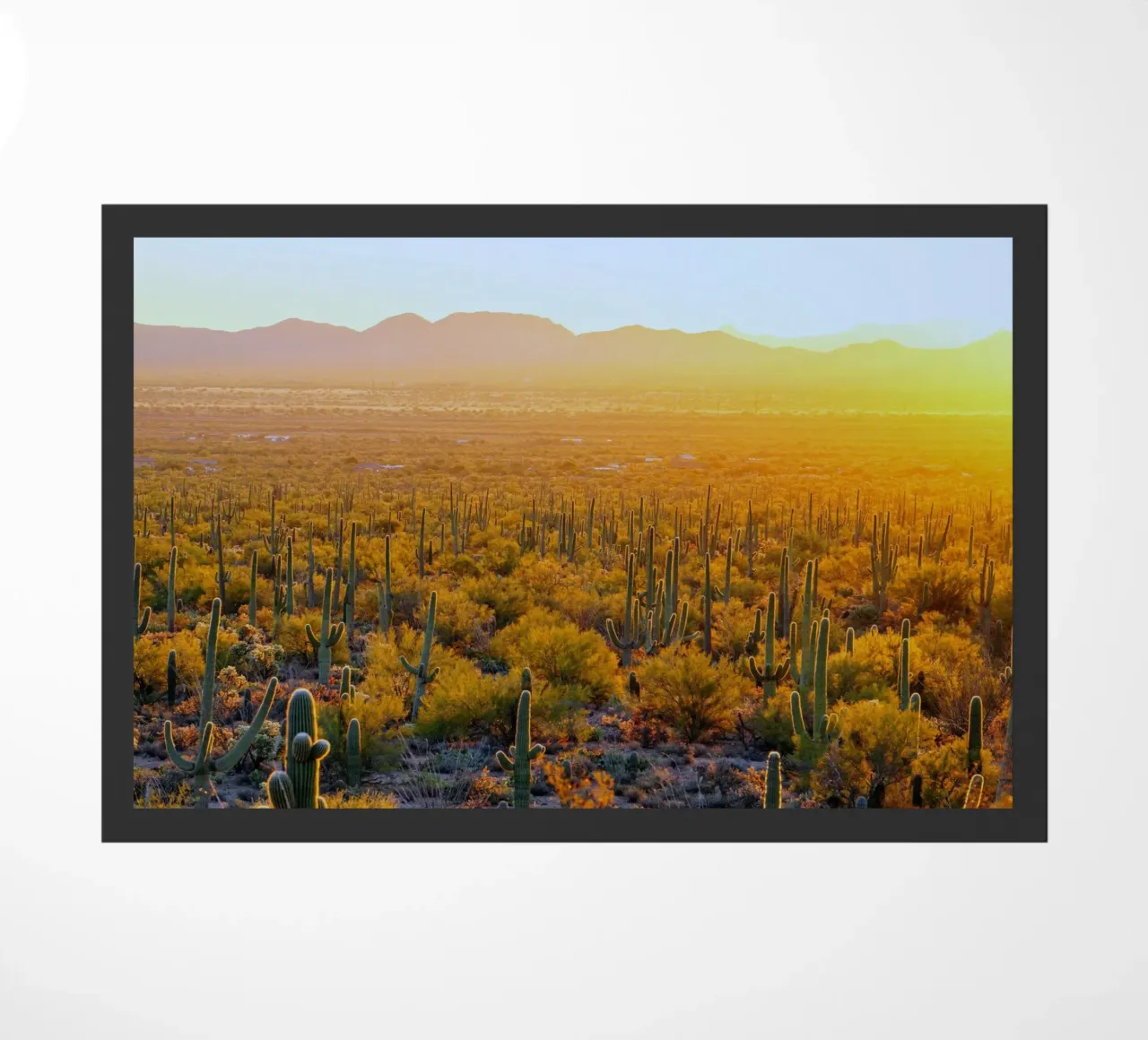 cactus del deserto zerbino da Earthly Visions