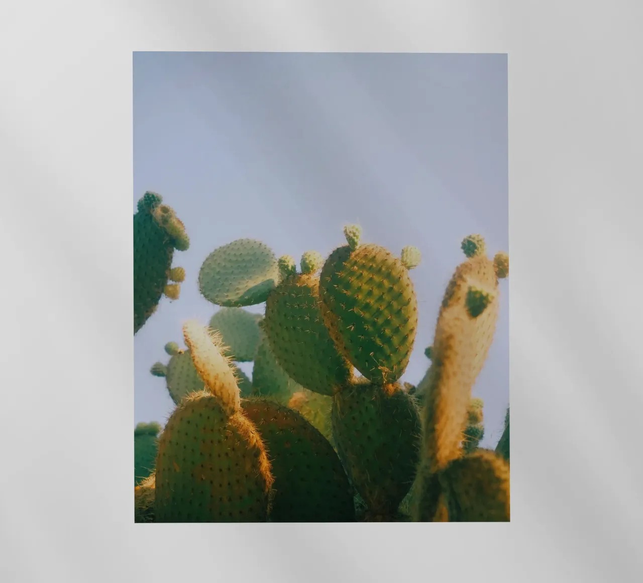 cactus fico d'India pellicola backlit da Earthly Visions
