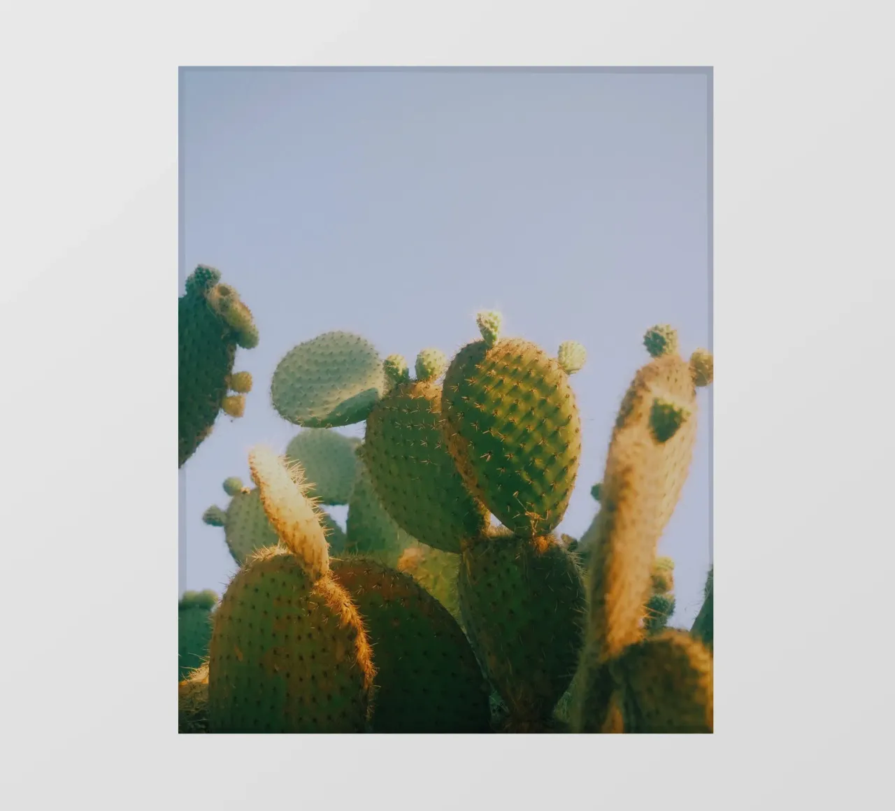 cactus fico d'India pellicola backlit da Earthly Visions