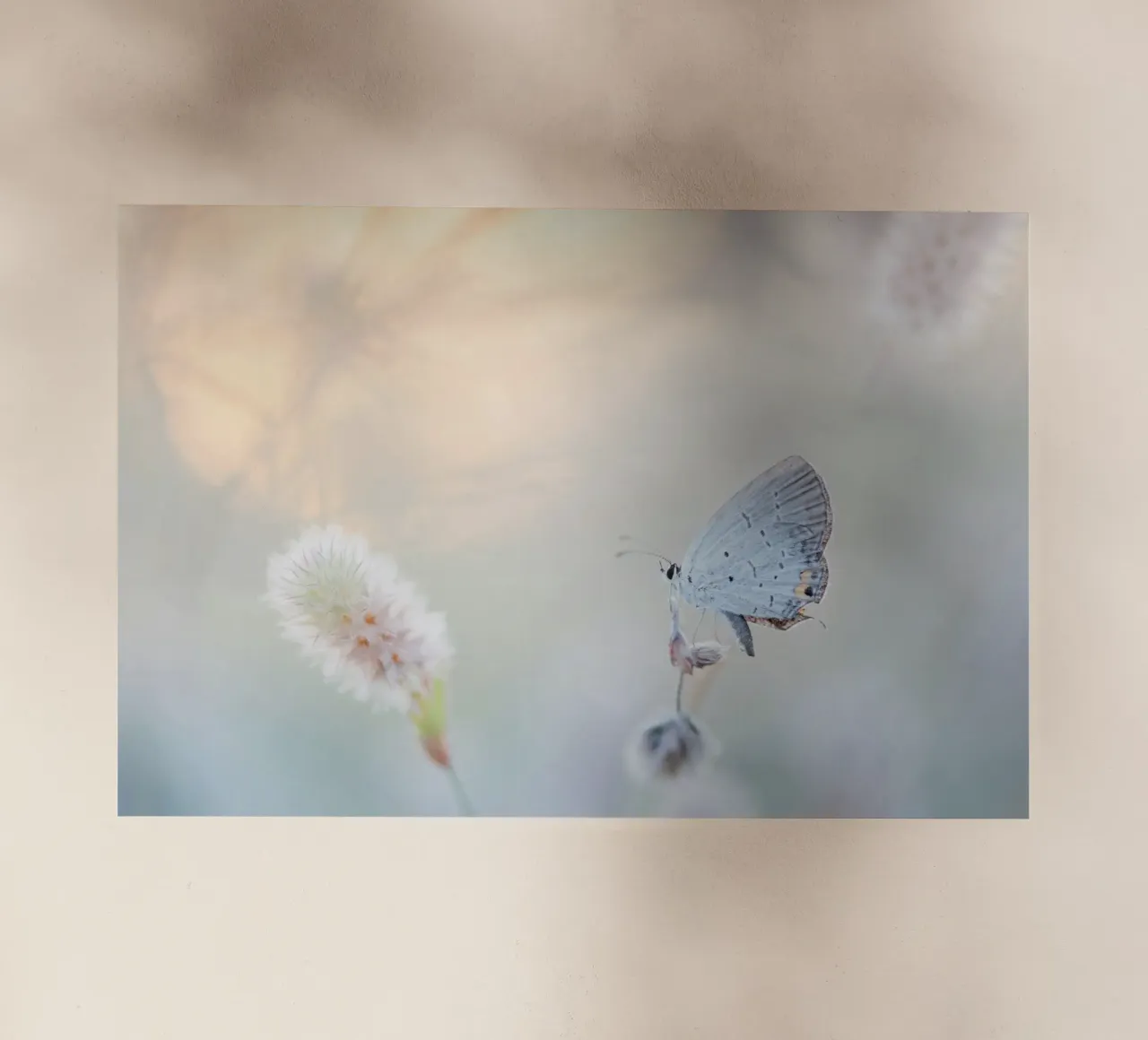 farfalla soft focus pellicola backlit da Earthly Visions