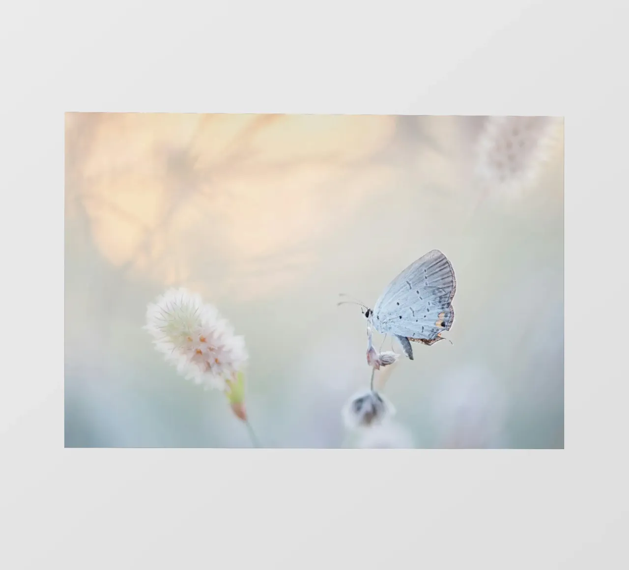 farfalla soft focus pellicola backlit da Earthly Visions