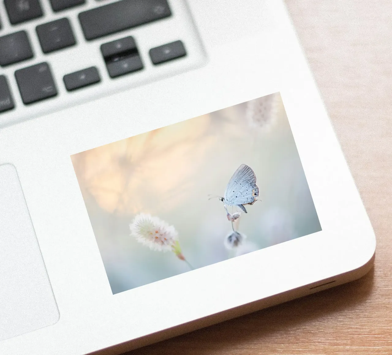papillon mise au point douce autocollant de Earthly Visions