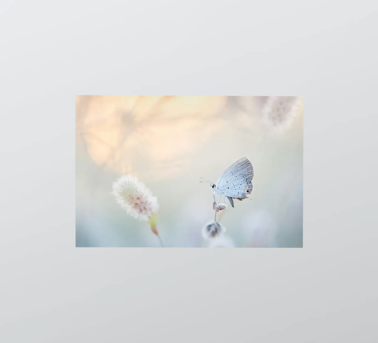 papillon mise au point douce autocollant de Earthly Visions