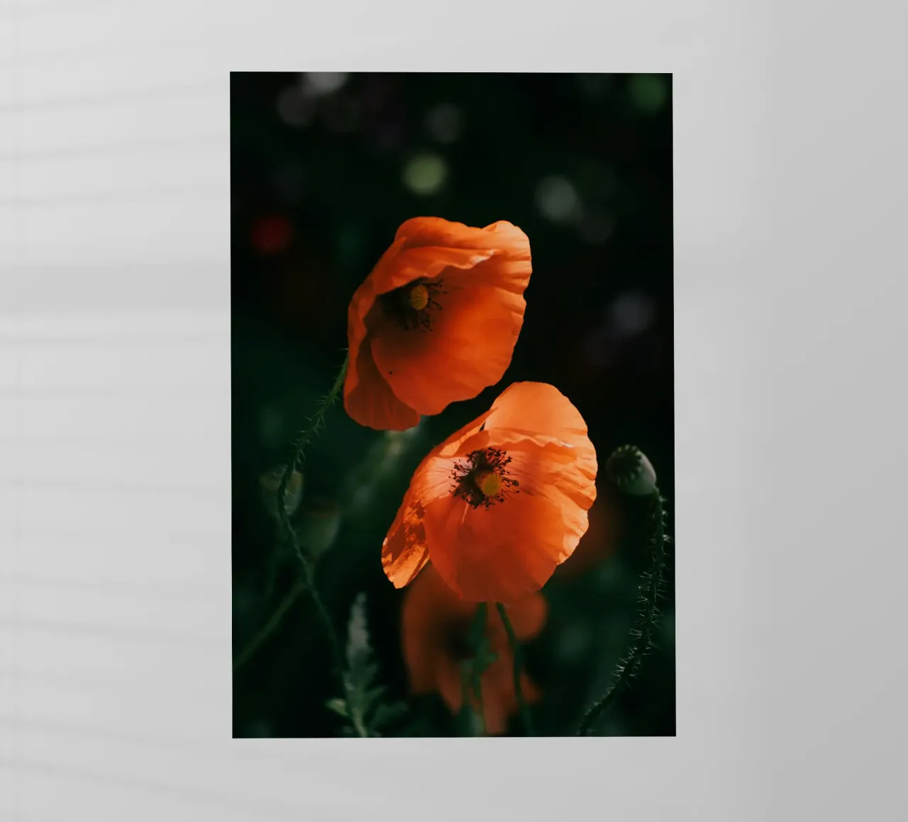 fiori di papavero pellicola backlit da Earthly Visions
