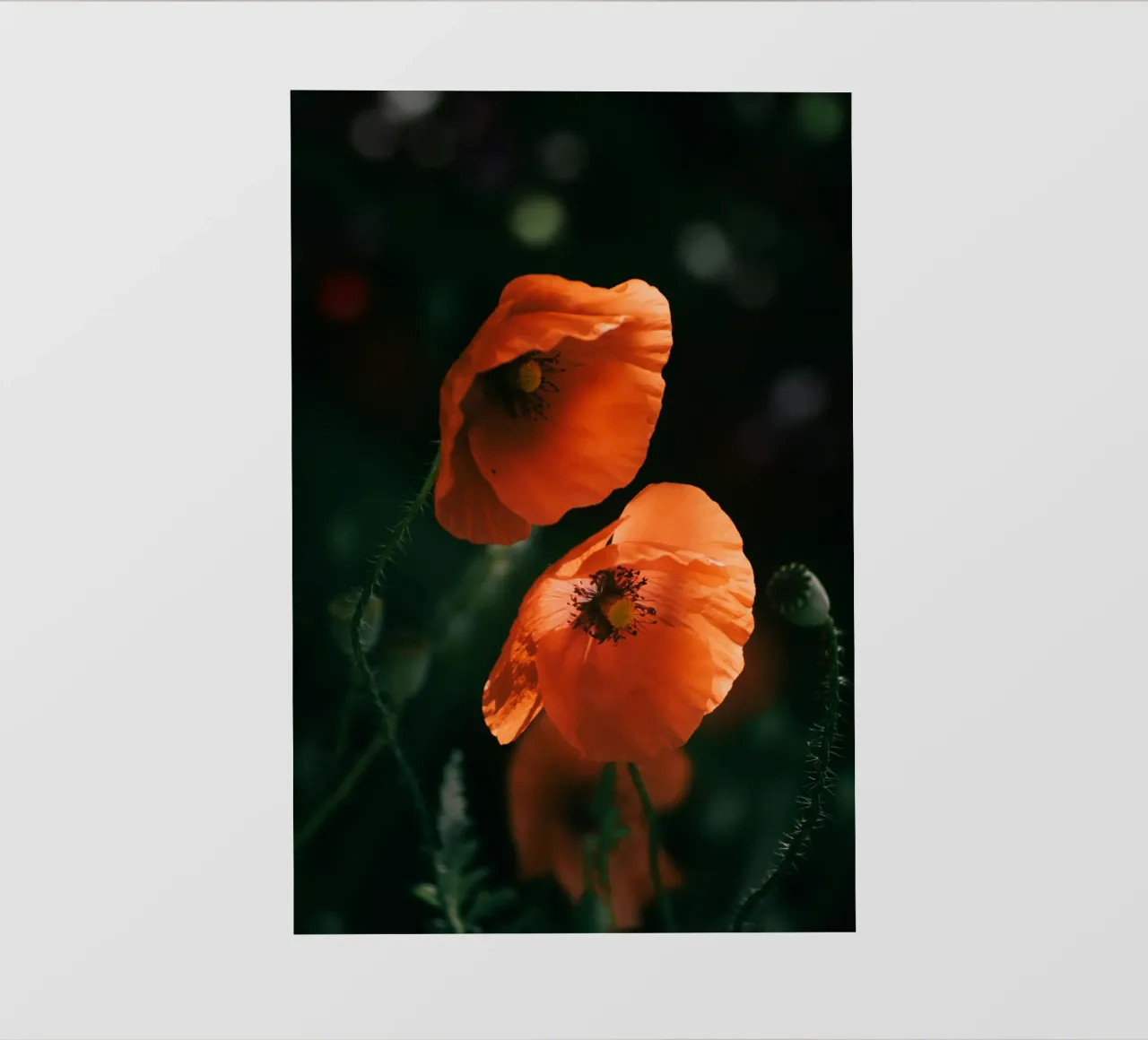fiori di papavero pellicola backlit da Earthly Visions