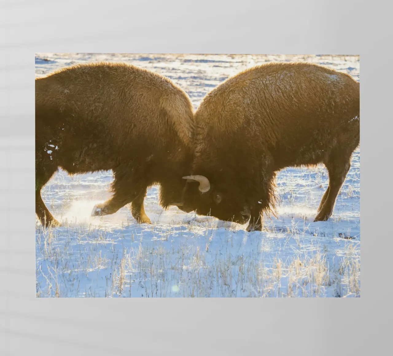 bison animal backlit film by Earthly Visions