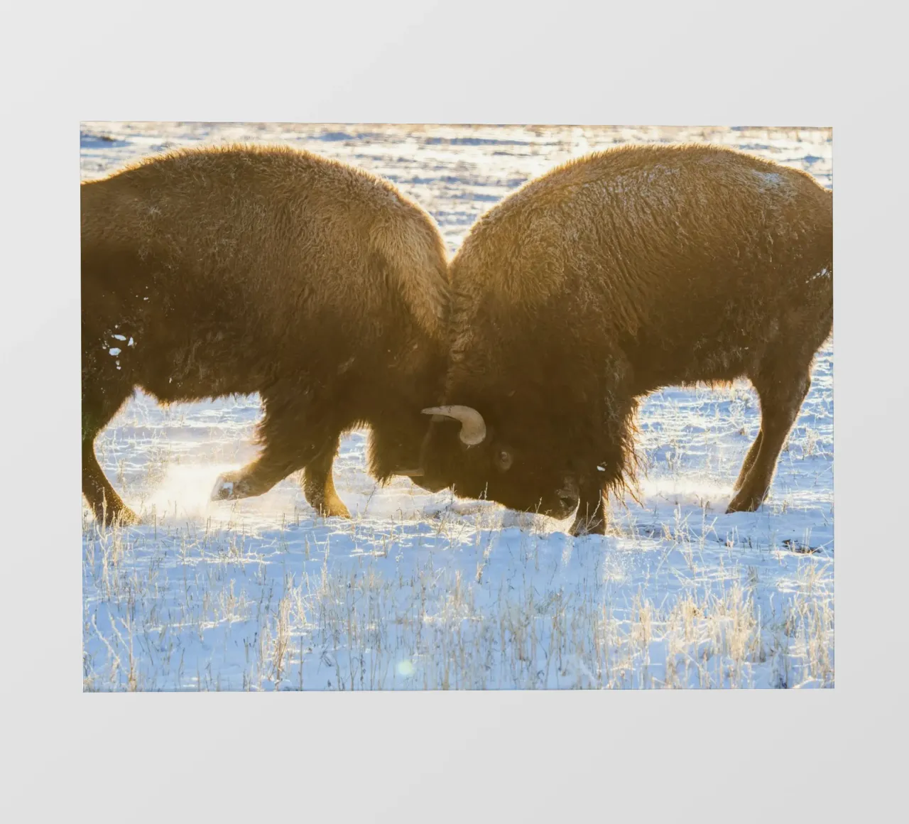 bison animal pvc cover by Earthly Visions