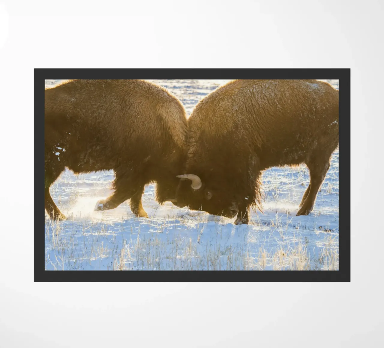 animale bisonte zerbino da Earthly Visions