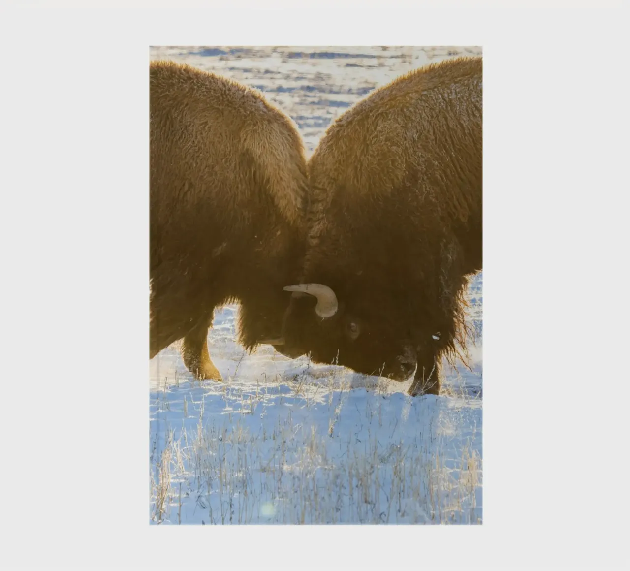 bison animal notebook by Earthly Visions