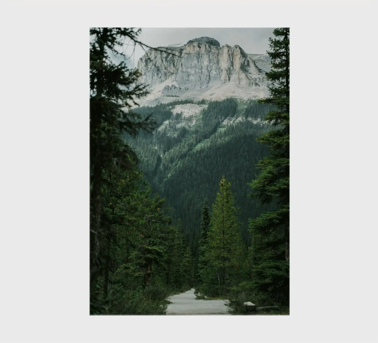 evergreens scenery notebook by cofa home