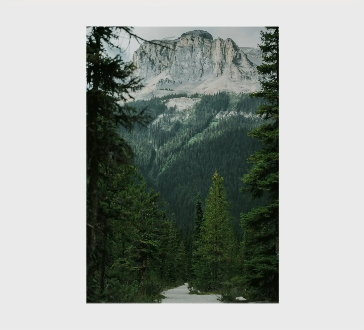 evergreens scenery notebook by cofa home