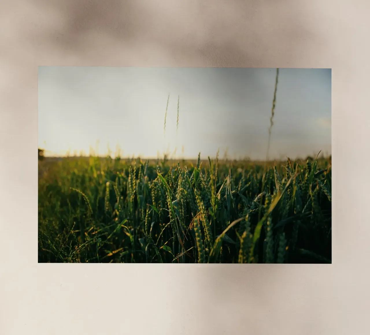agriculture nature backlit film by Horsire