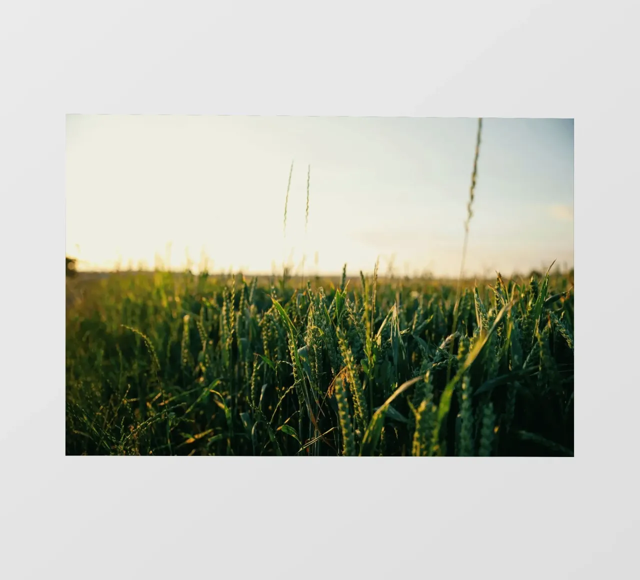 agriculture nature telo in pvc da Horsire