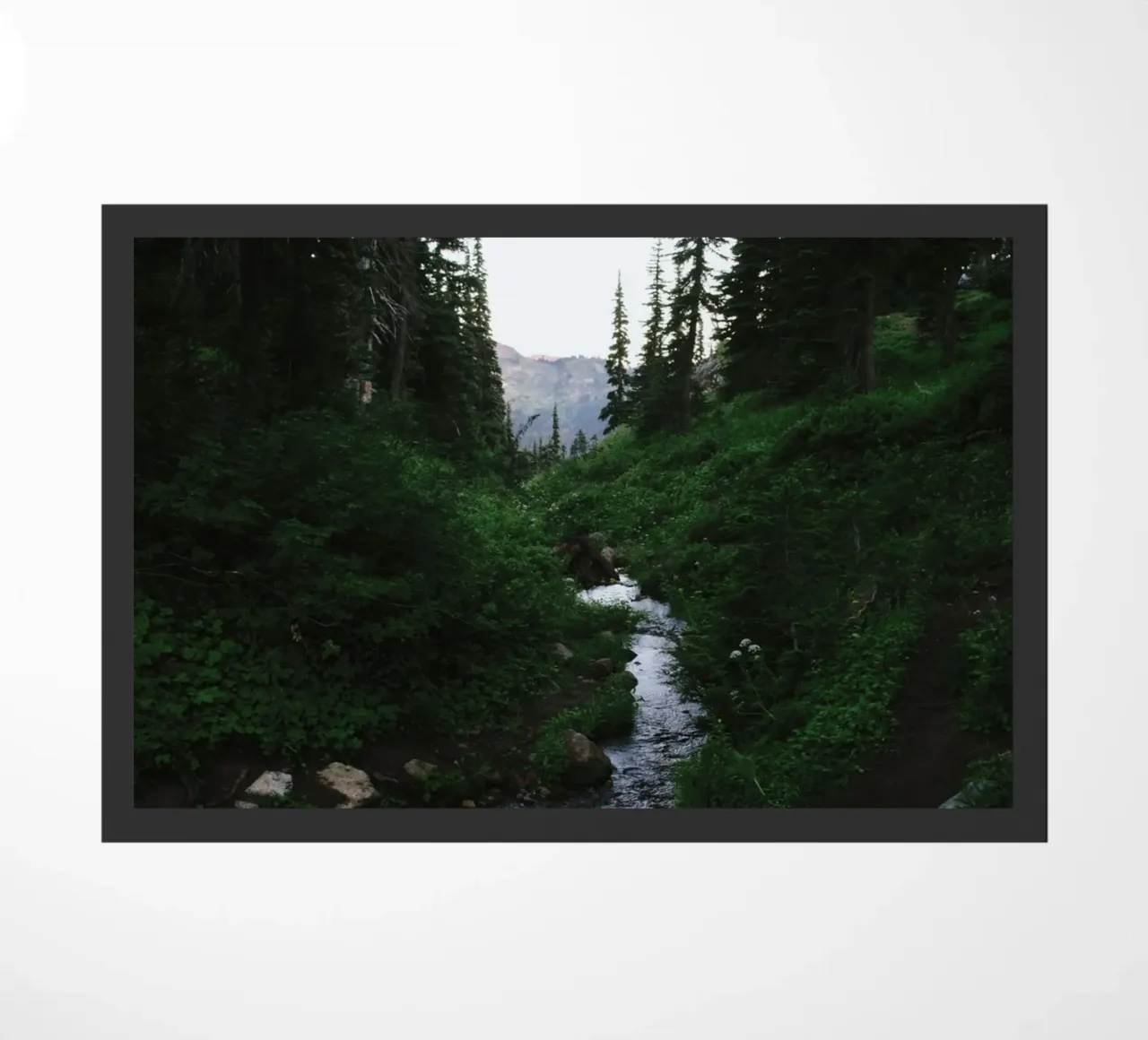 vegetation wilderness zerbino da cofa home