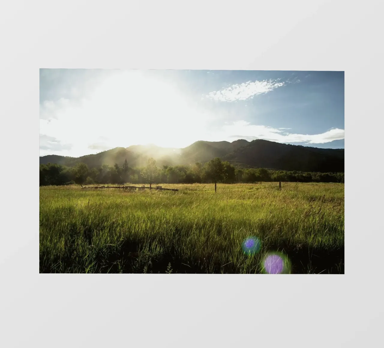 daytime meadow nature scene pellicola backlit da cofa home