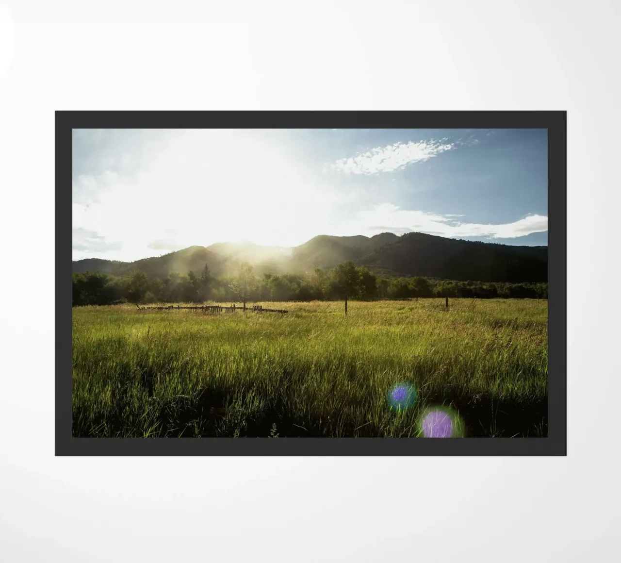 daytime meadow nature scene zerbino da cofa home