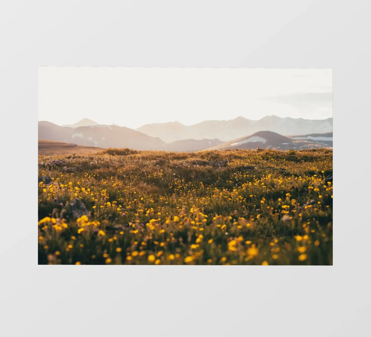 golden hour flora telo in pvc da Horsire