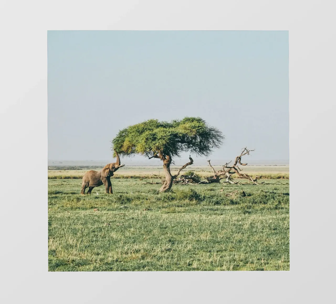 open field greenery telo in pvc da Horsire