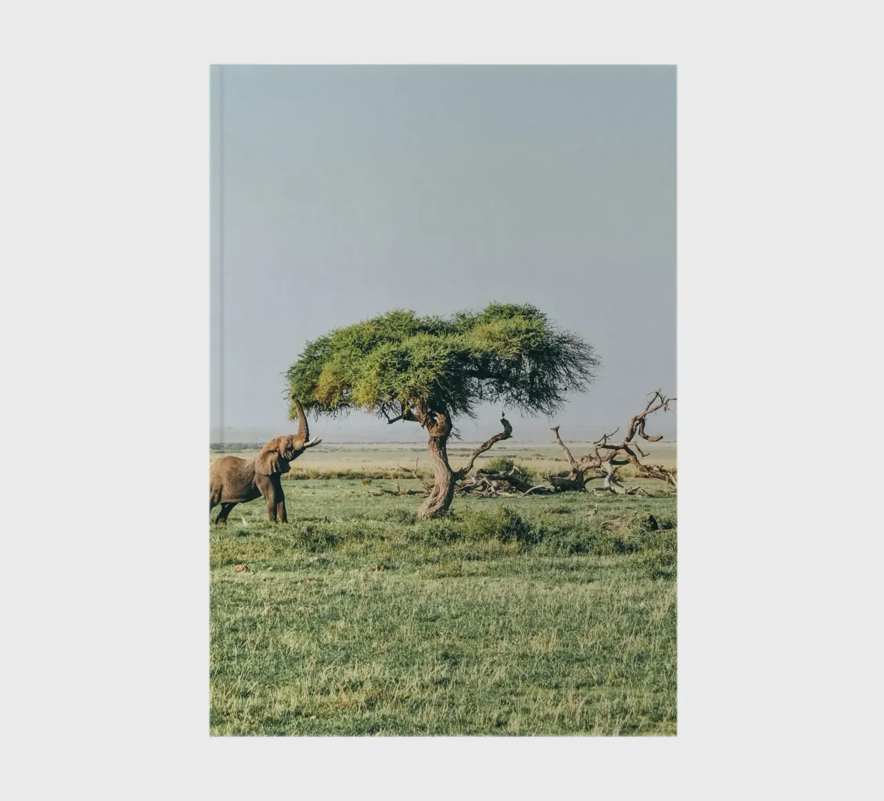 open field greenery notebook by Horsire