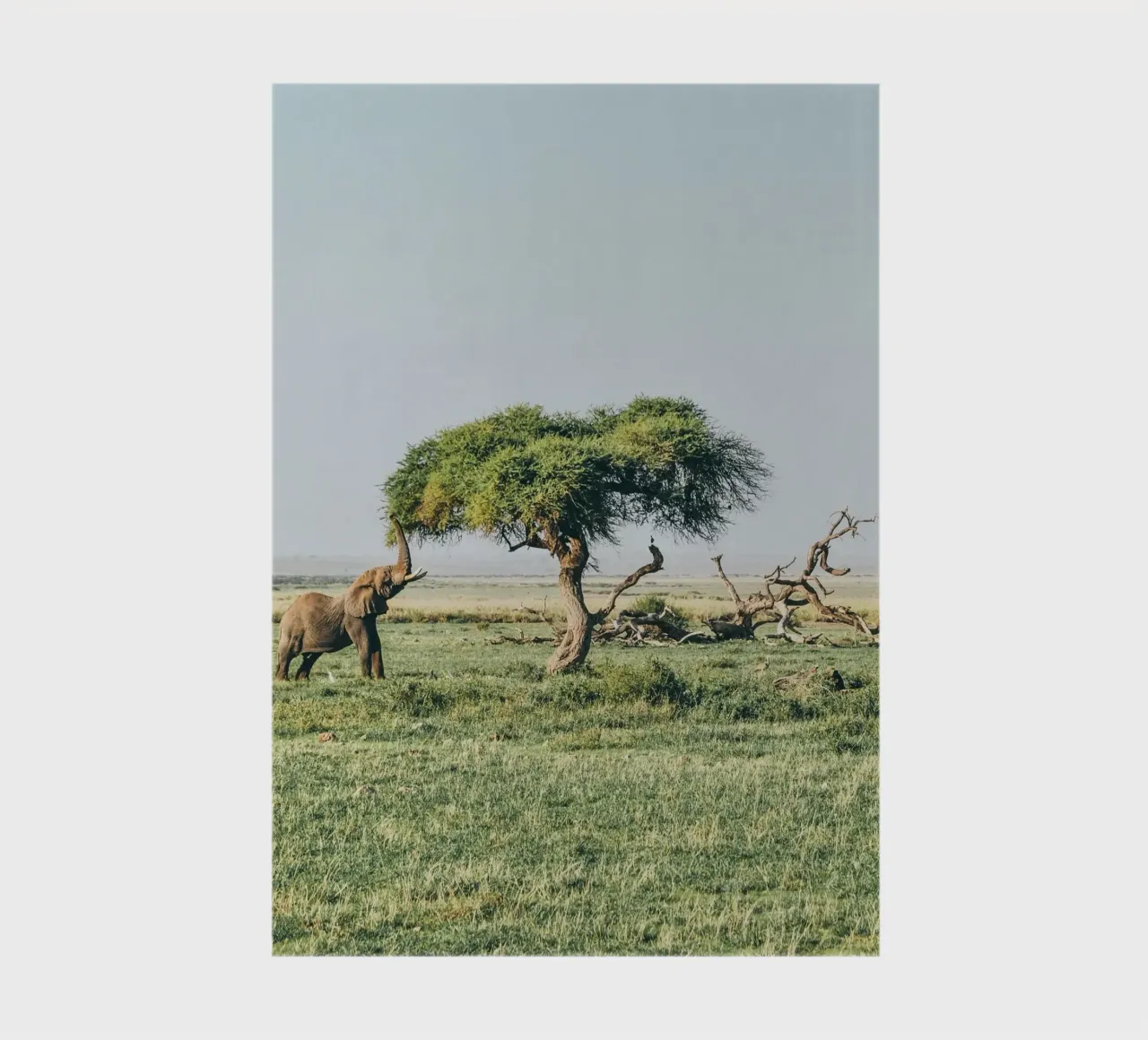 open field greenery notebook by Horsire