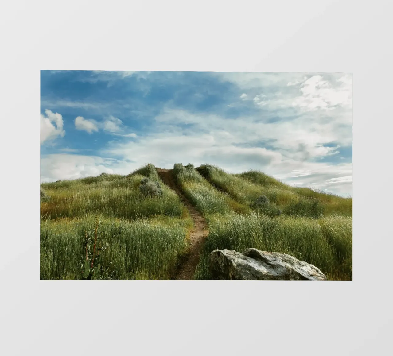 hiking path meadow field pellicola backlit da animal story home