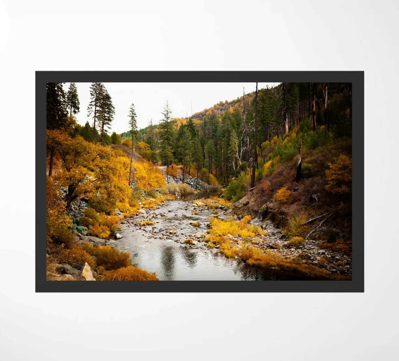 Thaoe zerbino da Flo Klein