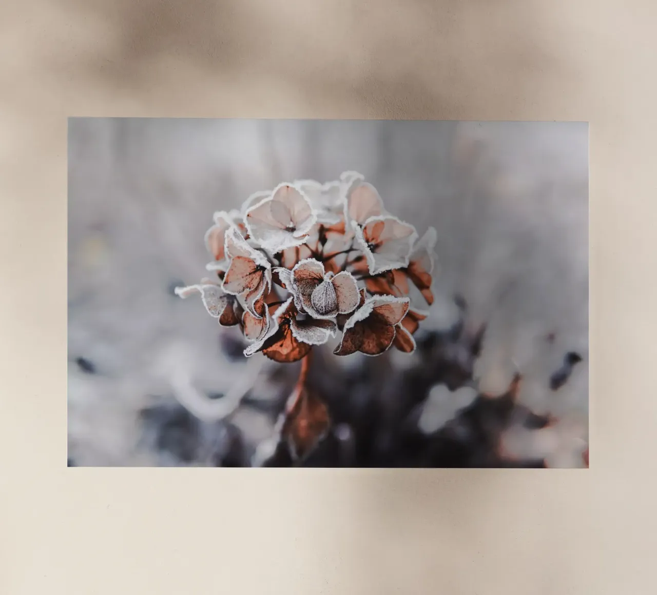 frozen pellicola backlit da Alina