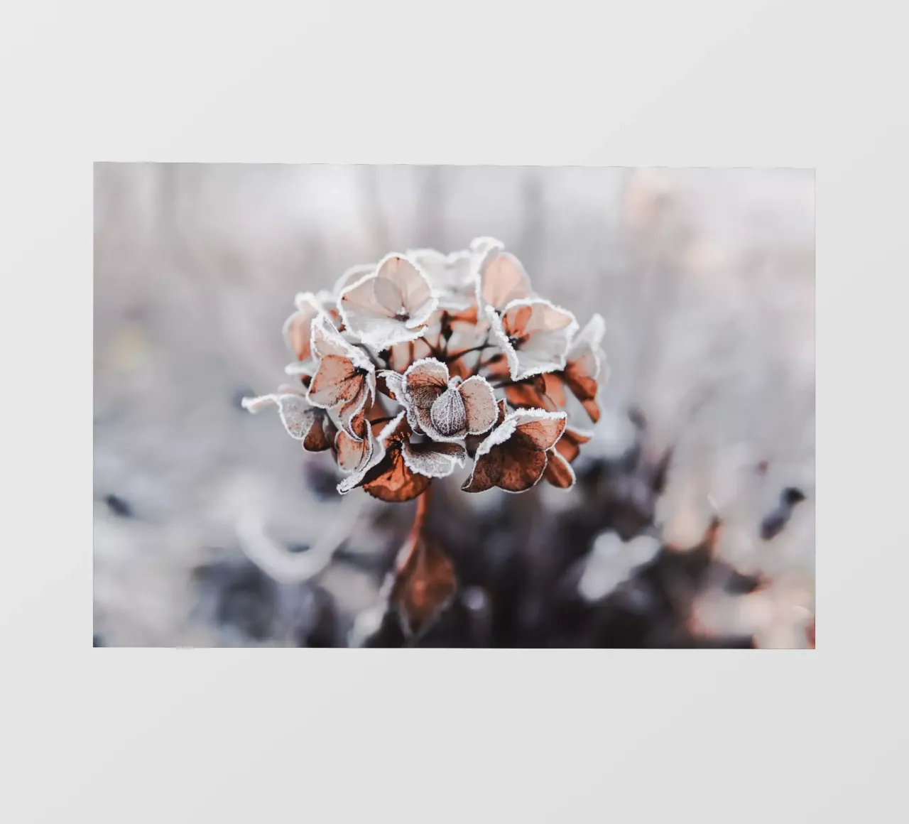 frozen pellicola backlit da Alina