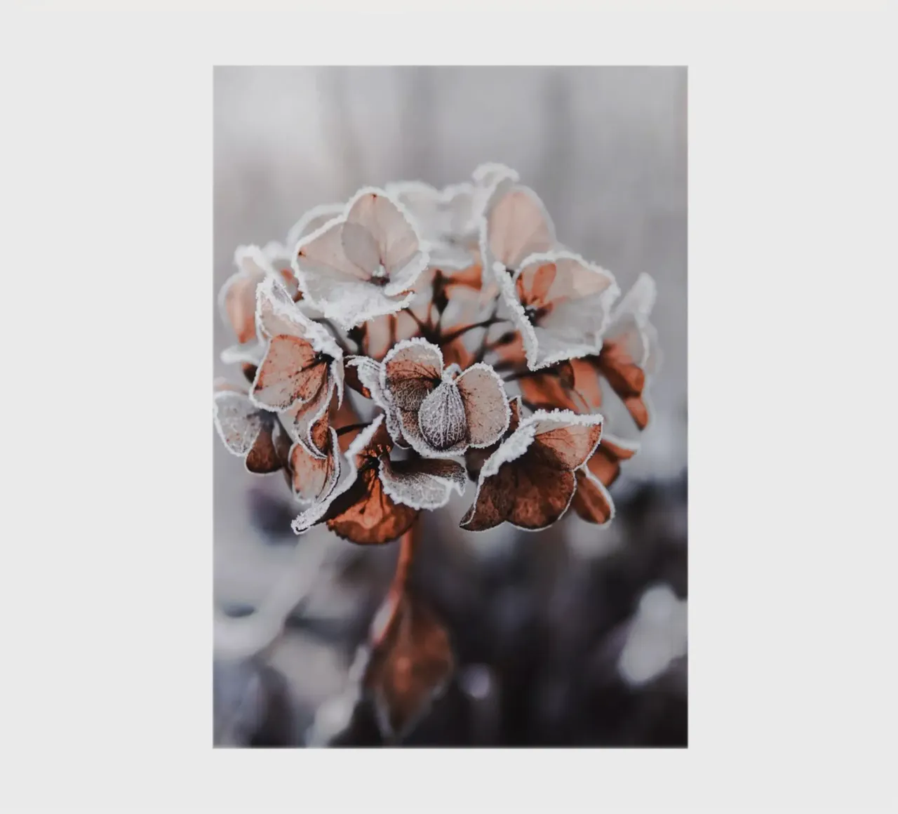 frozen notebook by Alina