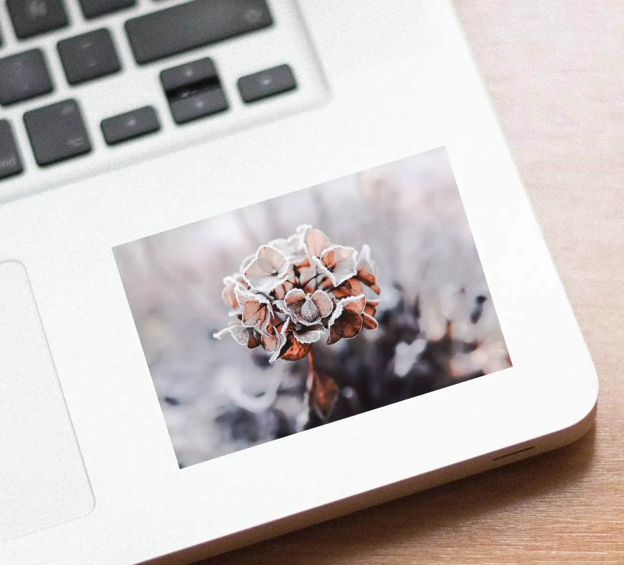 frozen sticker by Alina