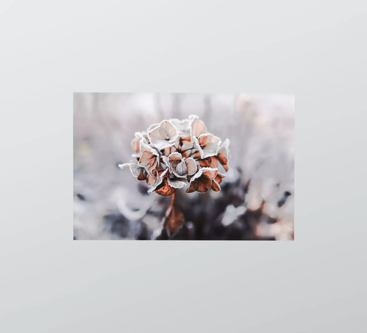 frozen sticker by Alina