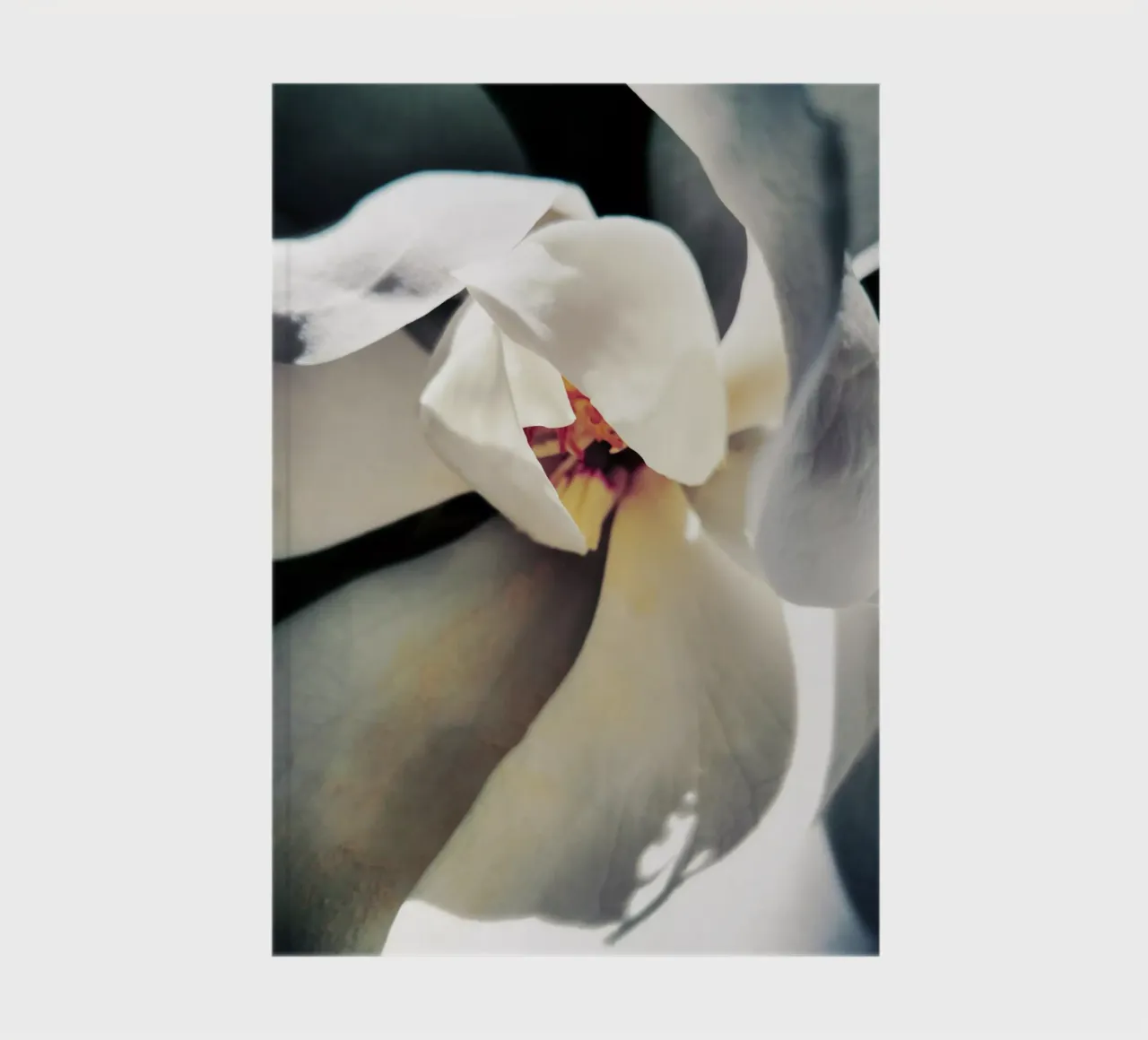 Magnolia Swag notebook by Angelo Cerantola