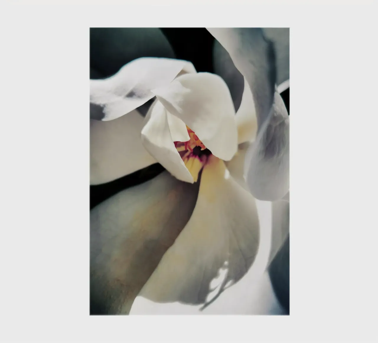 Magnolia Swag notebook by Angelo Cerantola