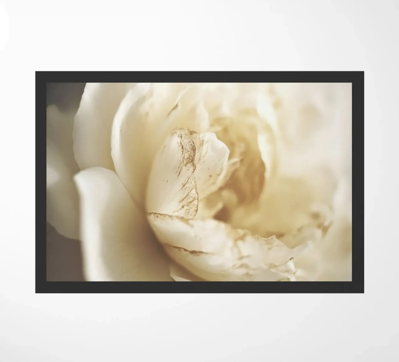 Peony In Soft Light zerbino da treechild
