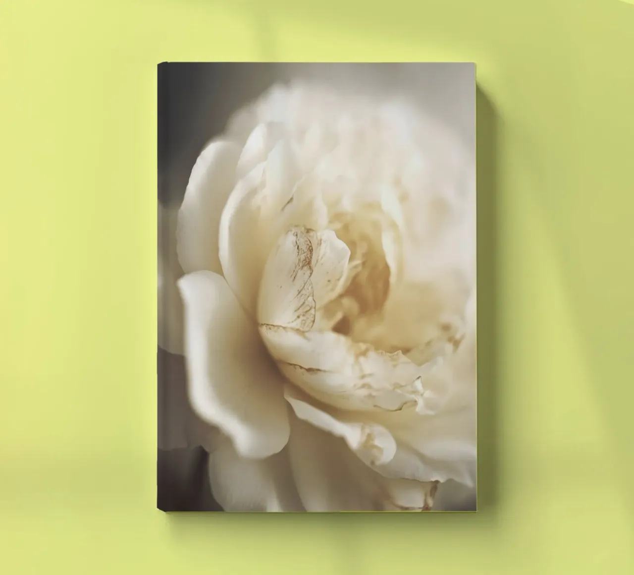 Peony In Soft Light diario da treechild