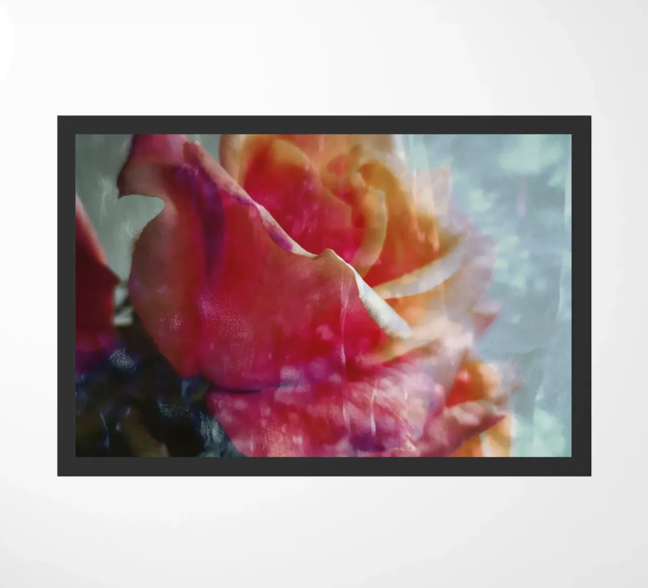 Roses zerbino da Angelo Cerantola