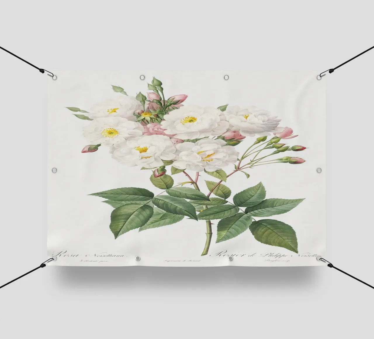 Rosa × noisettiana, nota anche come Rosa di Philippe Noise telo in pvc da Art History