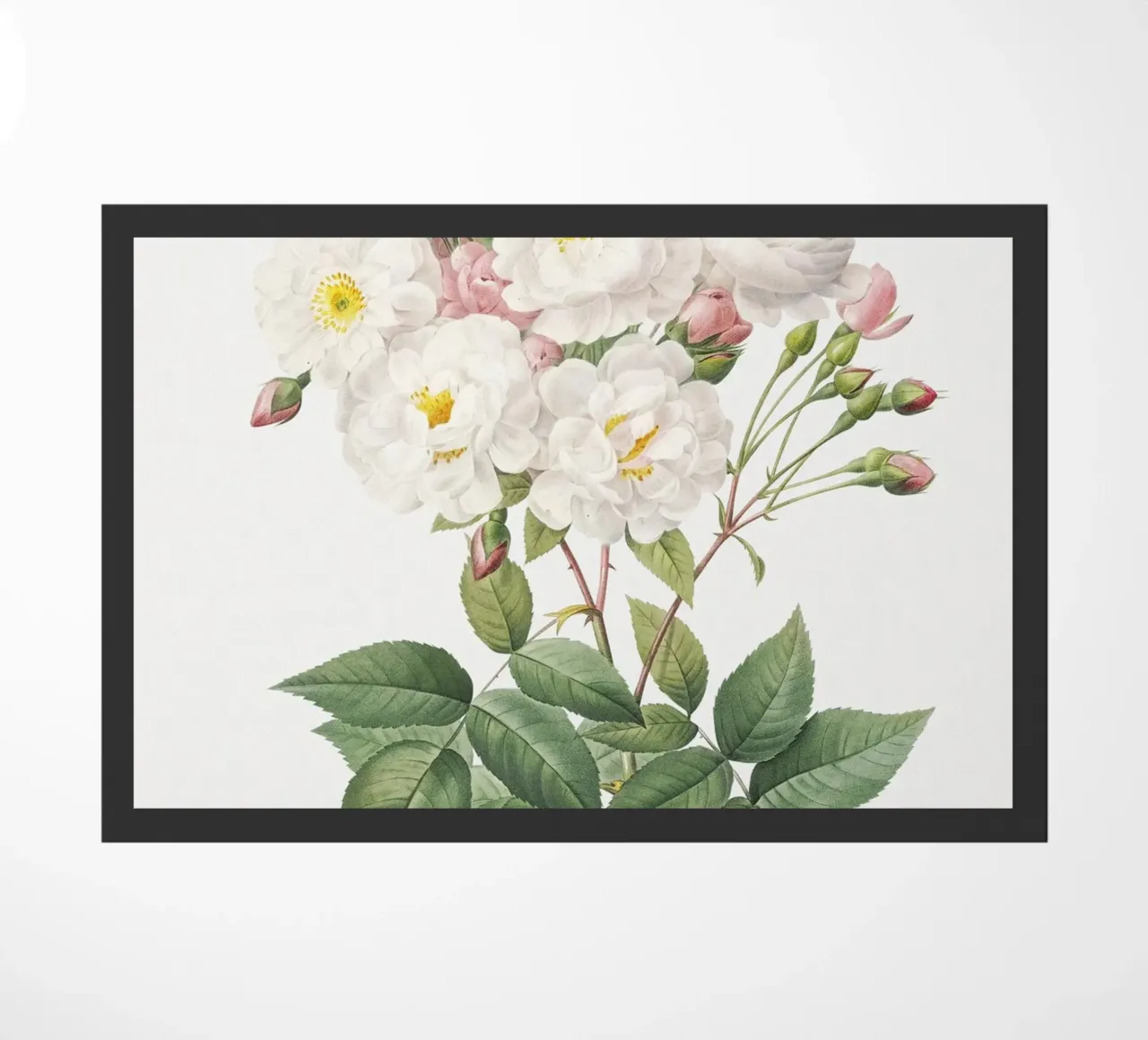 Rosa × noisettiana, nota anche come Rosa di Philippe Noise zerbino da Art History