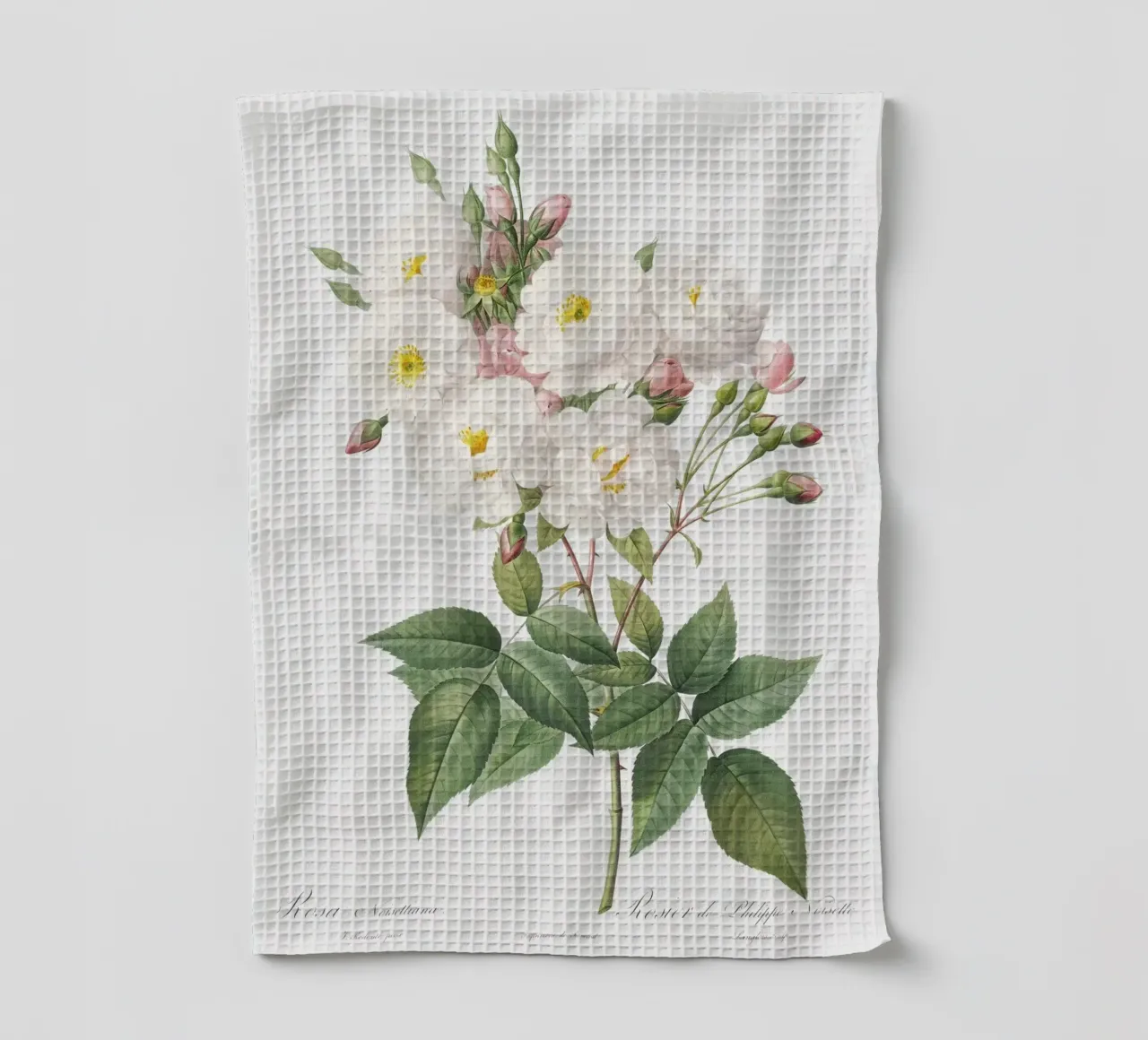 Rosa × noisettiana, nota anche come Rosa di Philippe Noise canovaccio da cucina da Art History