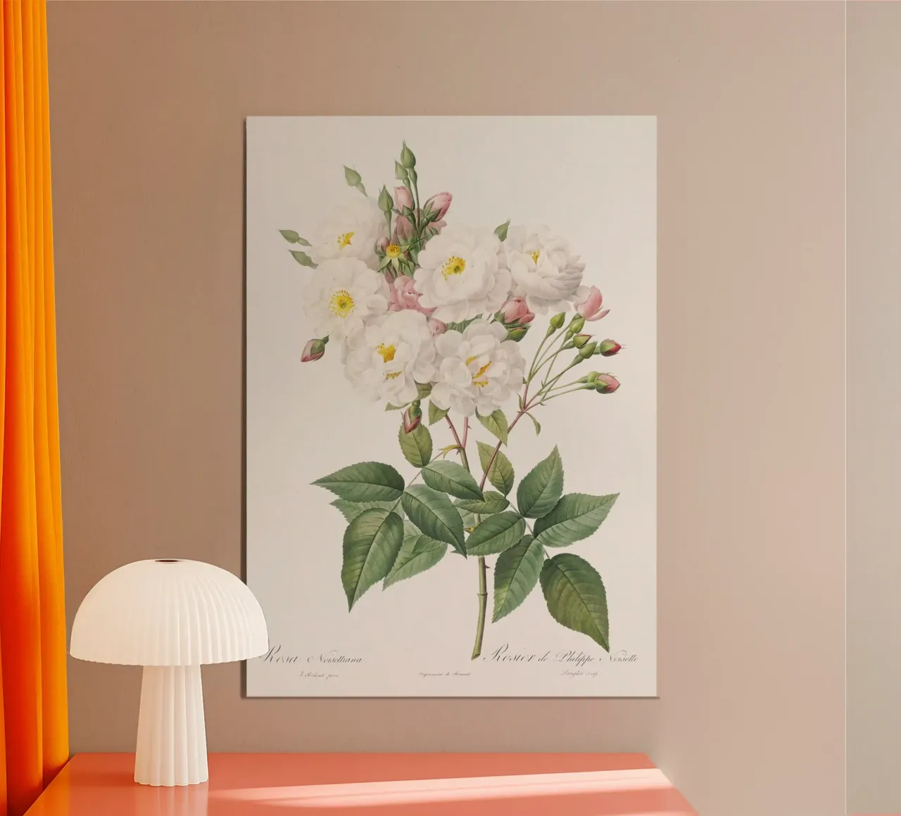 Rosa × noisettiana, nota anche come Rosa di Philippe Noise pannello forex da Art History