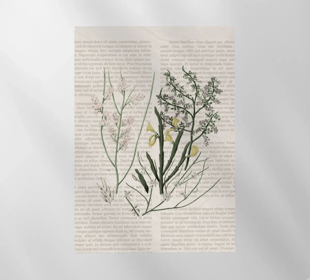 Poster botanico d'epoca su Iris e Baby's Breath pellicola backlit da vintagepod