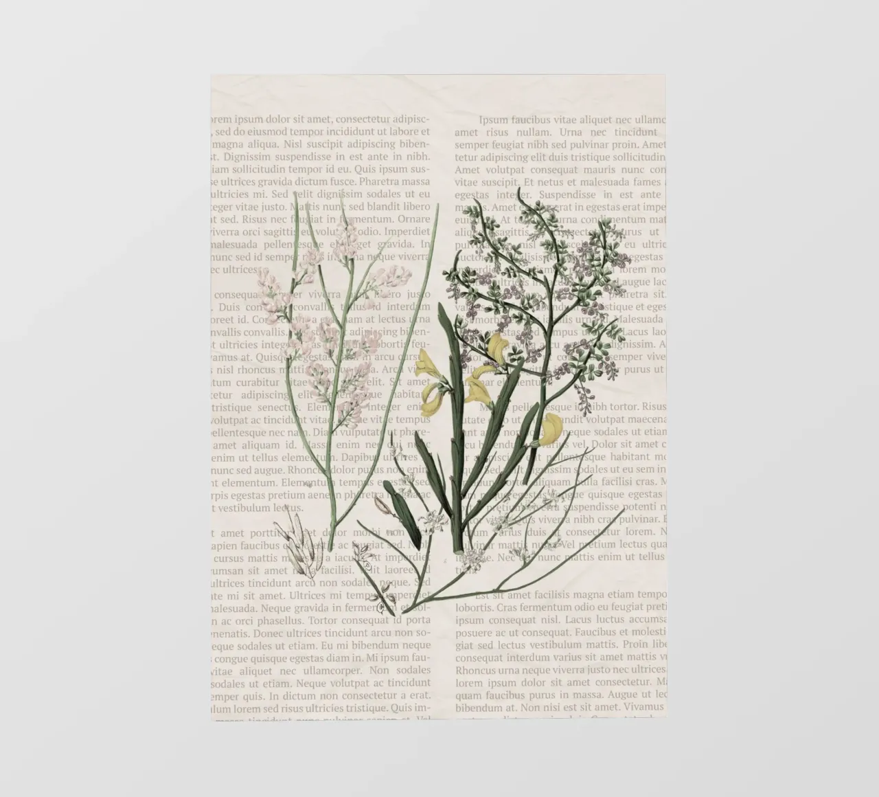 Poster botanico d'epoca su Iris e Baby's Breath pellicola backlit da vintagepod