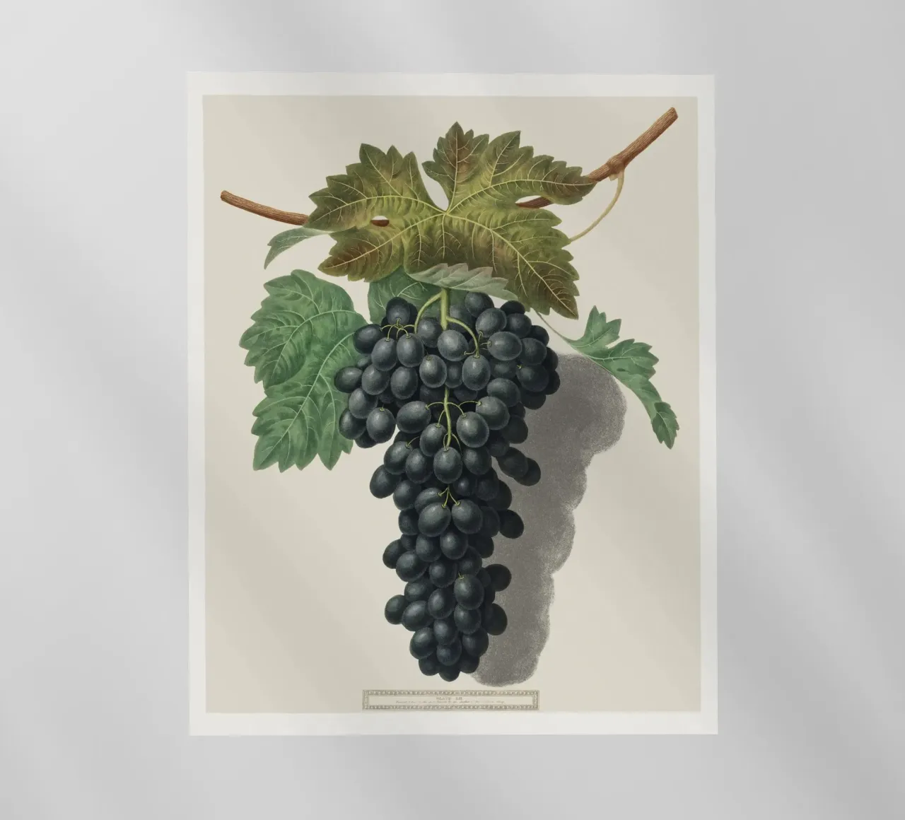 Black Prince Grape pellicola backlit da vintageshop