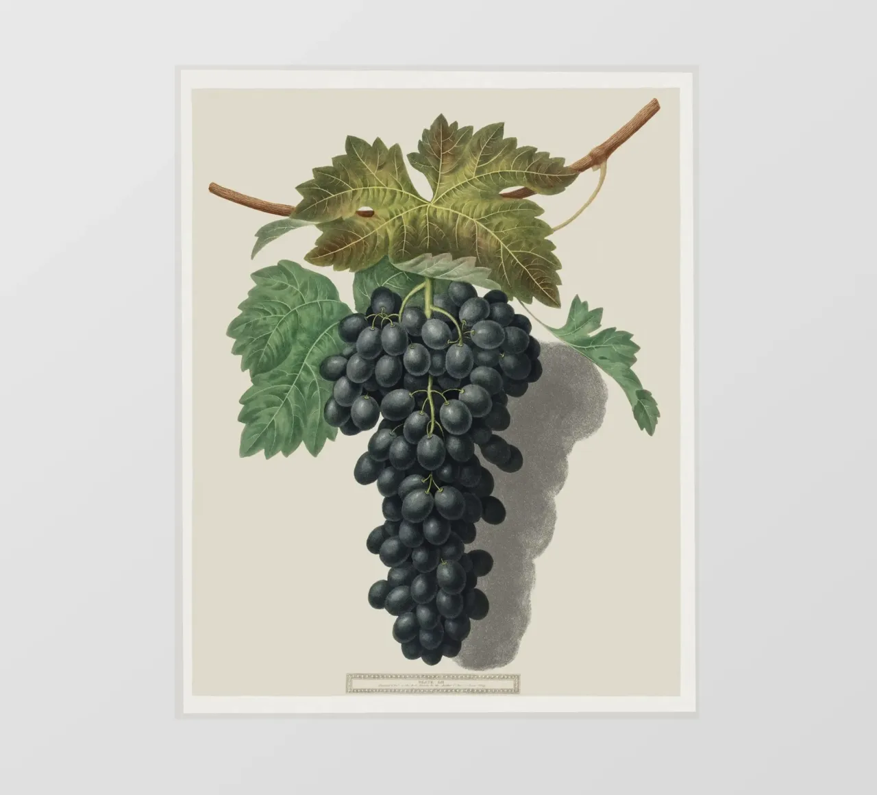 Black Prince Grape pellicola backlit da vintageshop