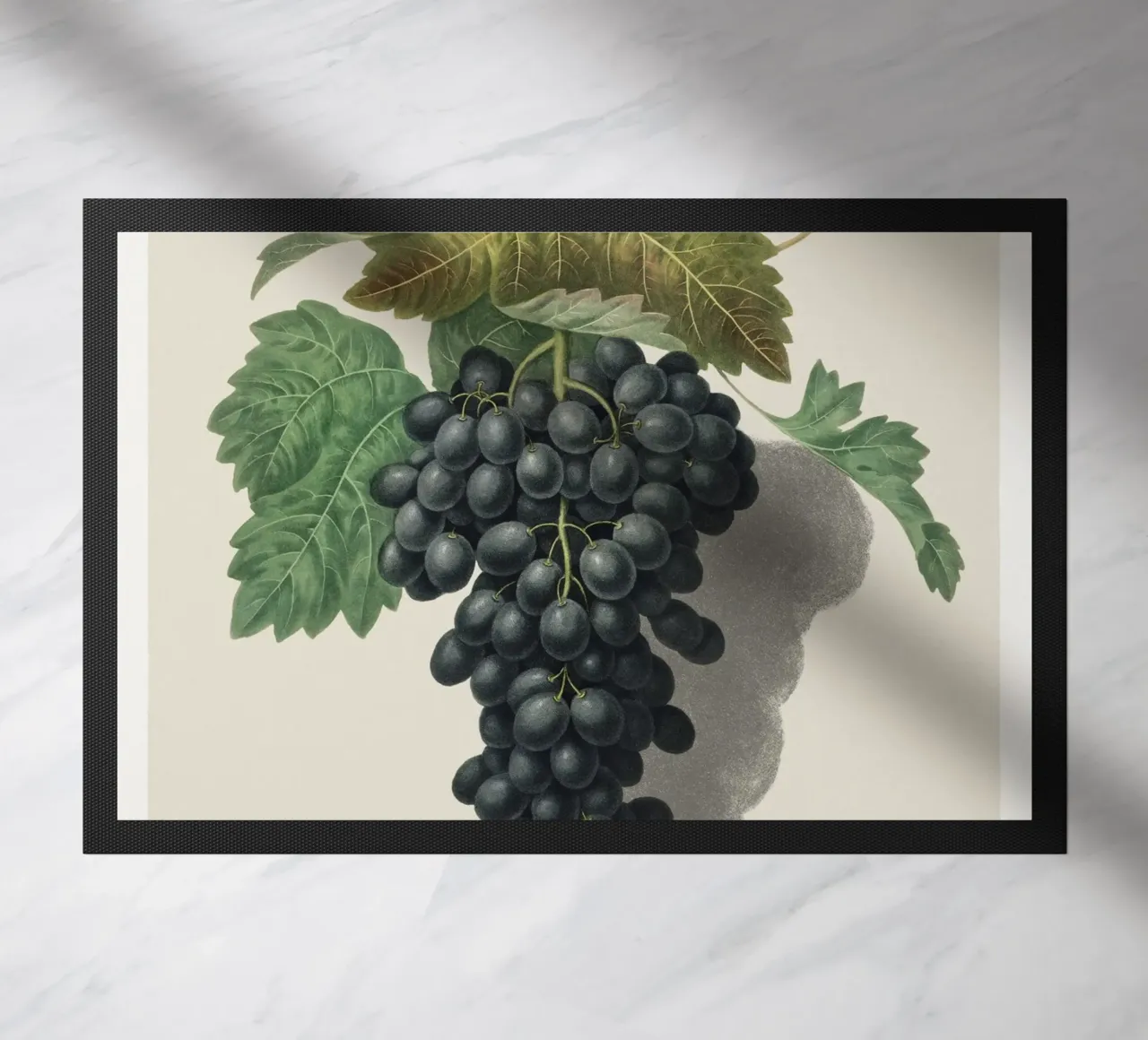 Black Prince Grape zerbino da vintageshop