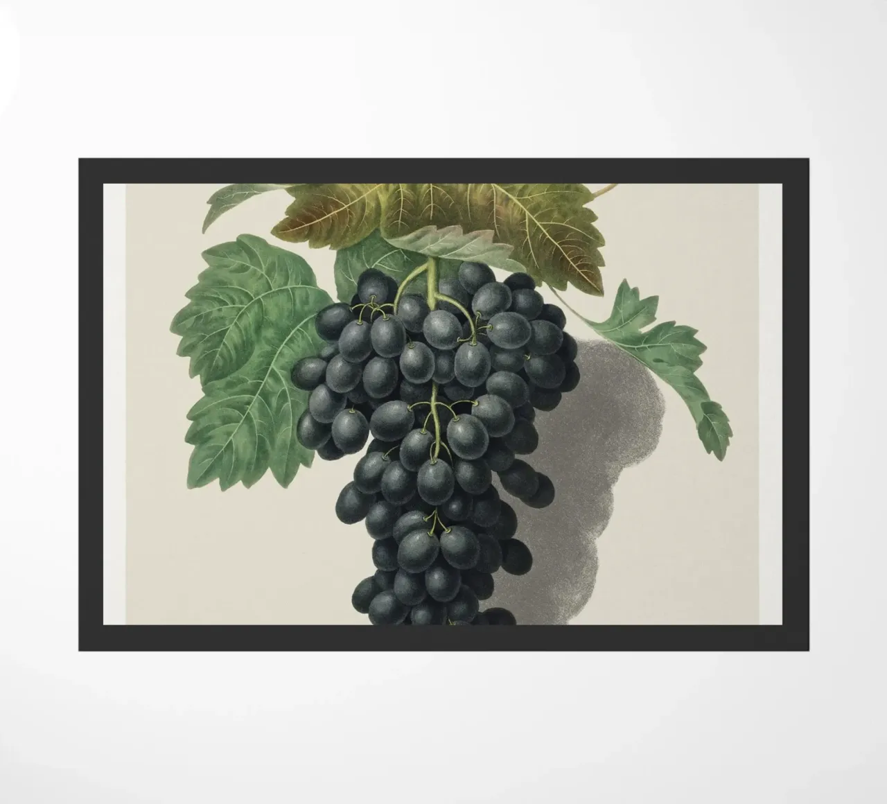 Black Prince Grape zerbino da vintageshop