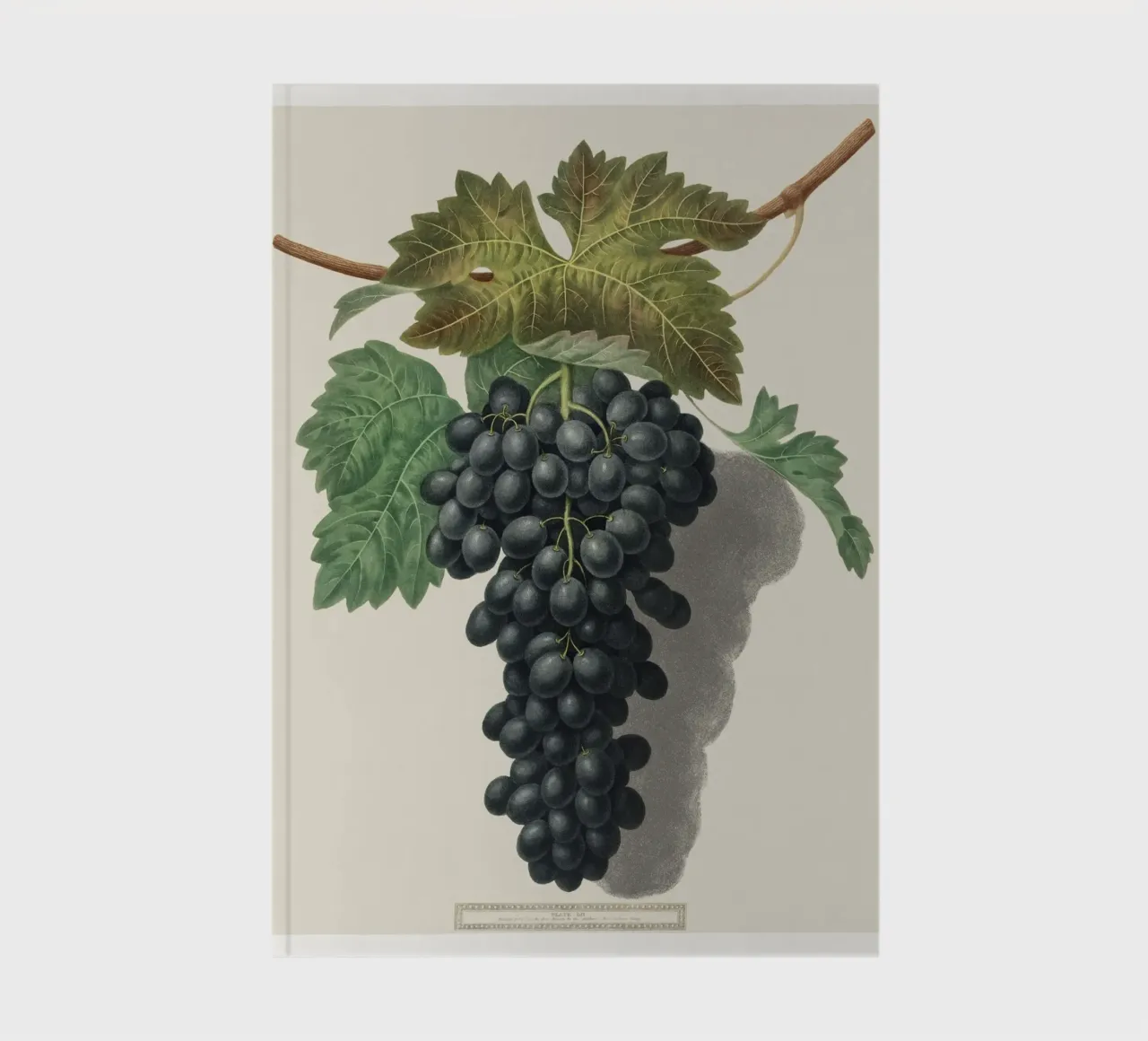 Black Prince Grape notebook by vintageshop