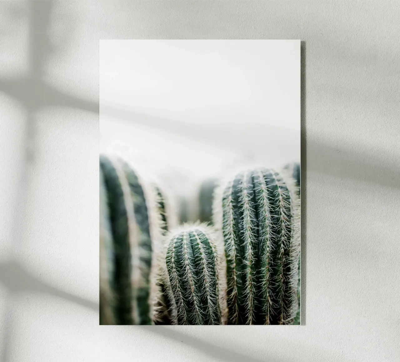 Cactus 1 plexiglass da Mareike Böhmer Photography