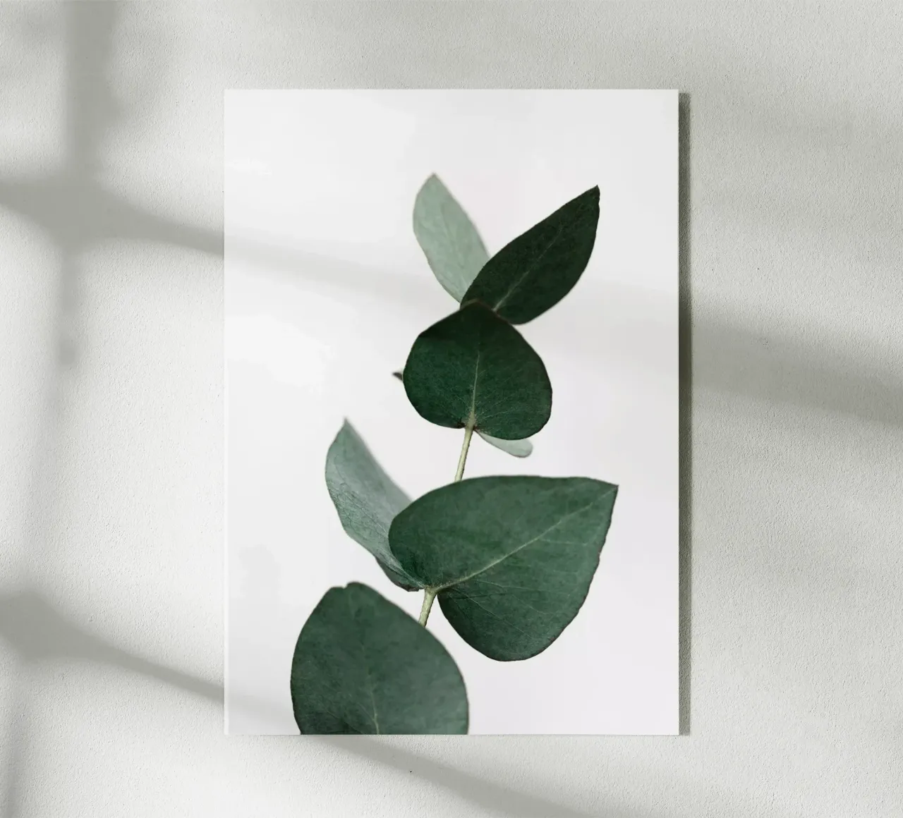 Eucalyptus 4 plexiglass da Mareike Böhmer Photography