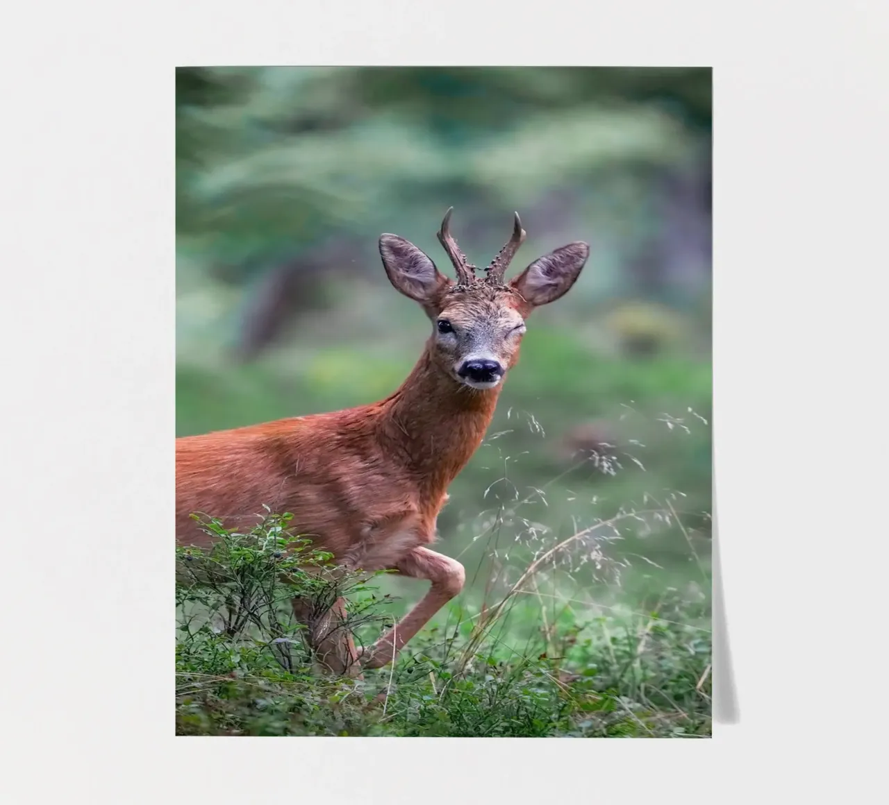 Rehwild blinzelt Stickerbogen von Tom's Wildlife